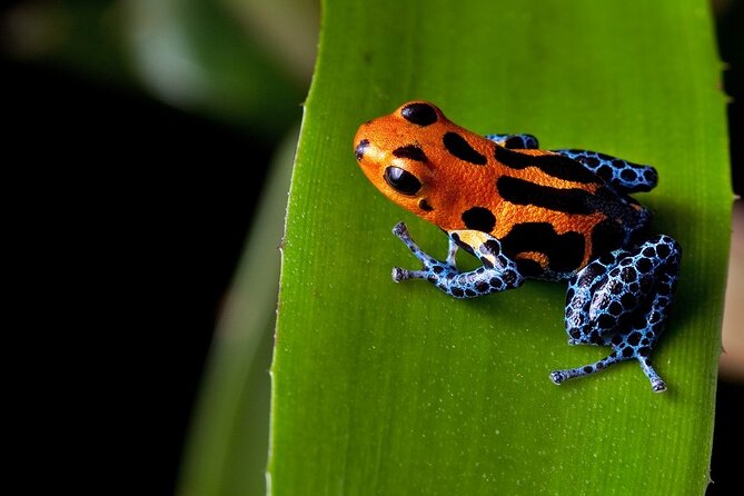 Arenal Volcano Eco Tour & Baldi Hot Springs Private Tour From San Jose - Miscellaneous