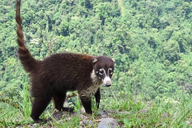 Arenal Volcano Experience Full-Day Tour From San Jose - Wildlife Sightings