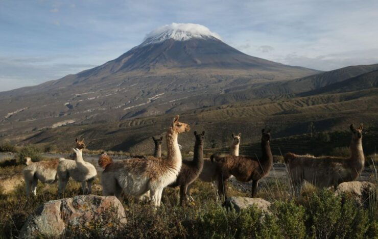 Arequipa: Full Day Colca Canyon Tour With Transfer to Puno - Tour Activity Details