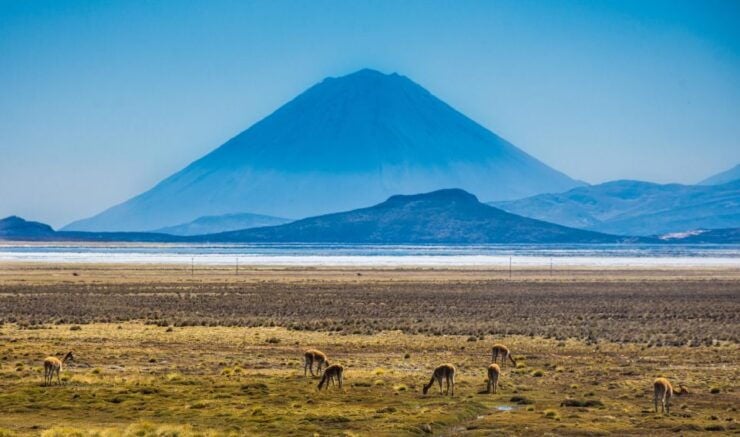 Arequipa: Reserve of Salinas and Aguada Blanca-Lojen Volcano - Itinerary Details