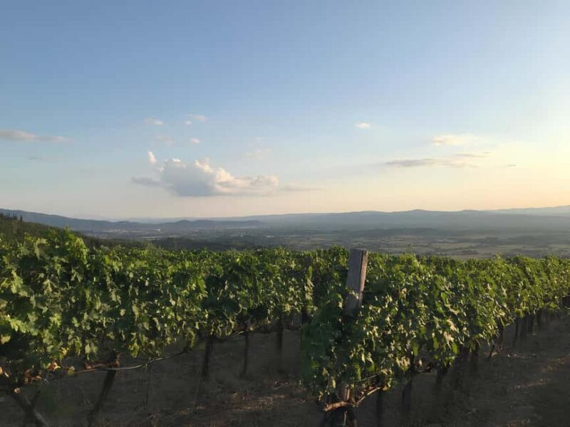 Arezzo: Tuscan Vineyard Picnic with Wine and Local Food - Who Is This Tour Best For?