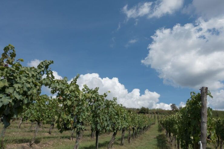 Arezzo: Val Di Chiana Wine Tasting Experience - Experience Highlights