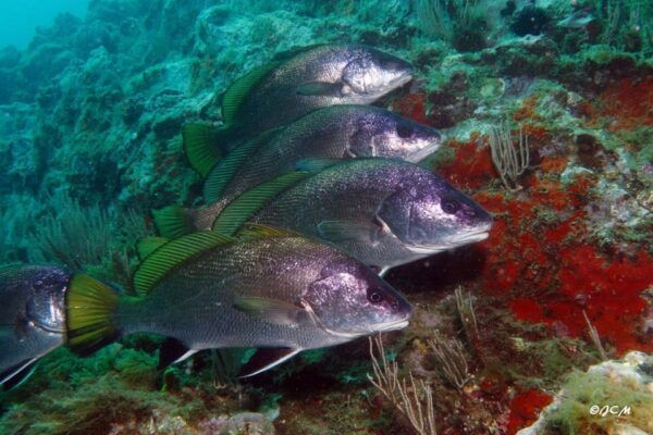 Argelès-Sur-Mer: First Dive in the Marine Natural Park - Dive Certification Process