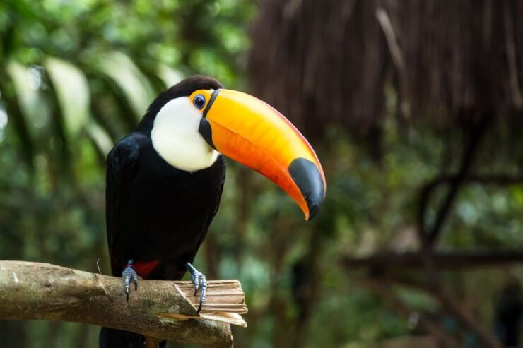 Argentinian Iguazu Falls Full Day Tour - Booking Details