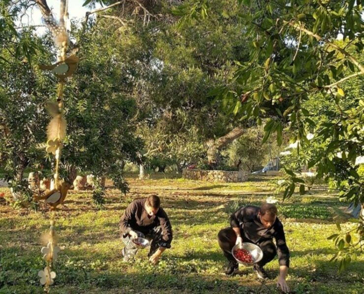 Argostoli - Farm Delights and Rustic Tastes - Farm Visit at En Kefallinia Organic Farm