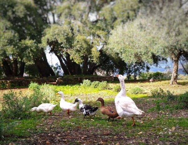 Argostoli - Farm Delights and Rustic Tastes - Essential Packing Tips for Travel