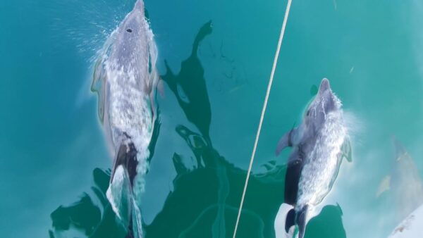 Argostoli: Full-Day Boat Trip With Lunch & Unlimited Drinks - Customer Reviews