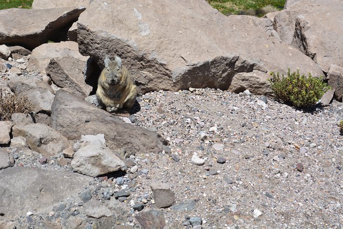 Arica and Parinacota in 2 Days 1 Night - Accommodation Details