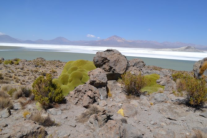 Arica-Lake Chungara-Salar De Surire (3diasy2nights) - Itinerary Highlights
