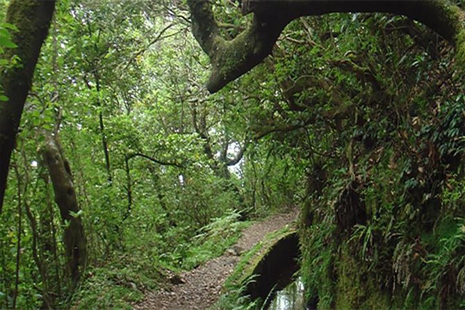 Arieiro Peak - Laurisilva Forest & A-Framed Houses Tour - Tour Guide and Communication