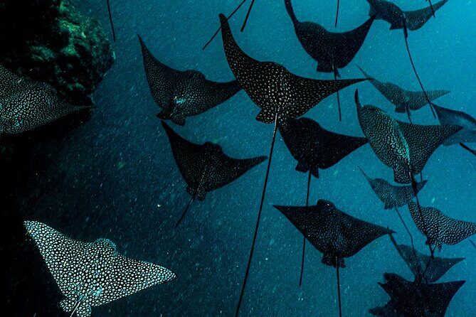 Ariki Adventures: Premium Sea Scooter Turtle Adventure - Good To Know