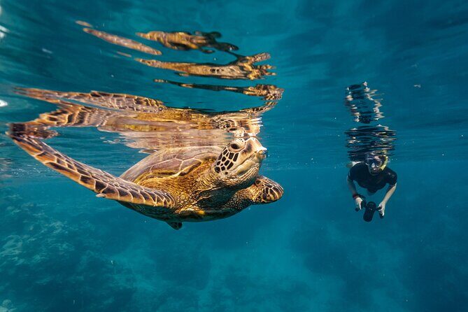 Ariki Adventures: Premium Sea Scooter Turtle Adventure - The Itinerary: What to Expect