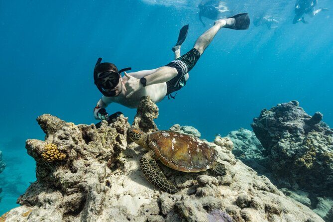 Ariki Adventures: Premium Sea Scooter Turtle Adventure - Practical Details & Tips for Travelers