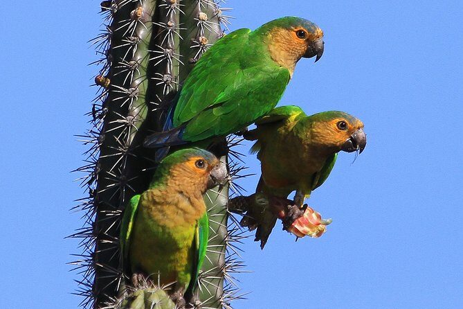 Arikok Adventurous Hiking Experience in Aruba - An In-depth Look at the Aruba Hiking Experience