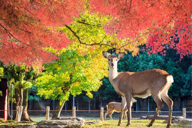 Arima Onsen, TōDai-Ji, Kobe Sanda Outlets & Nara Park Fr Osaka - Tips for Visiting TōDai-Ji, Kobe Sanda Outlets, and Nara Park