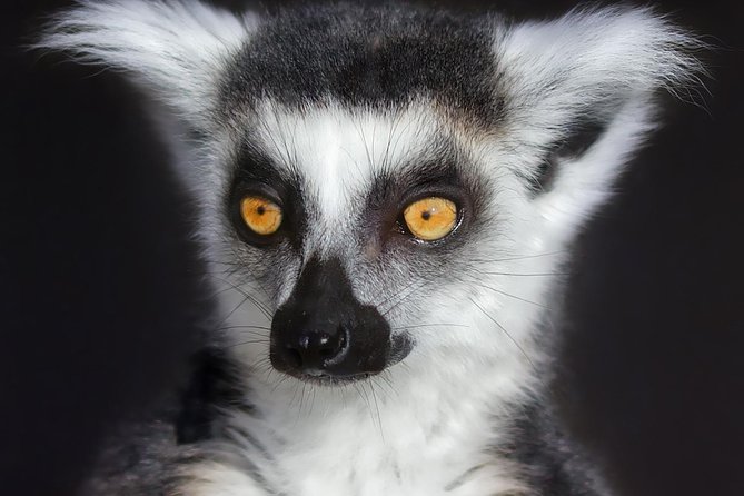 Ark Wildlife Park Family Entry Package for Four  - East Midlands - Traveler Photos and Reviews