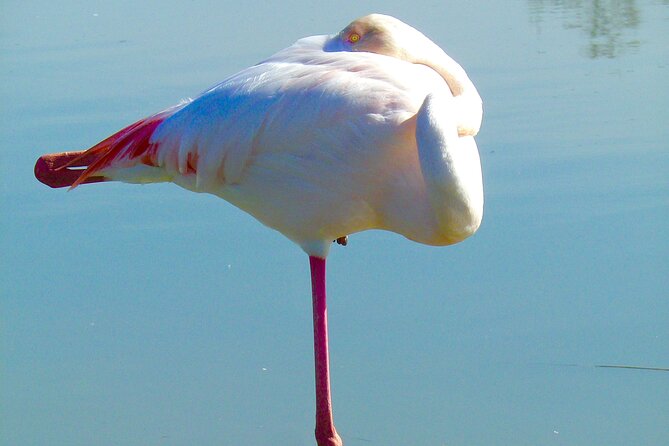 Arles and Camargue Small-Group Half-Day Tour From Avignon - Tour Overview