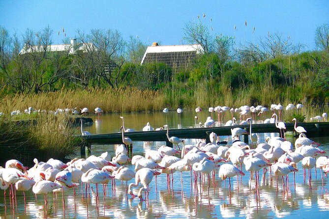 Arles and Camargue Small-Group Half-Day Tour From Avignon - Reviews