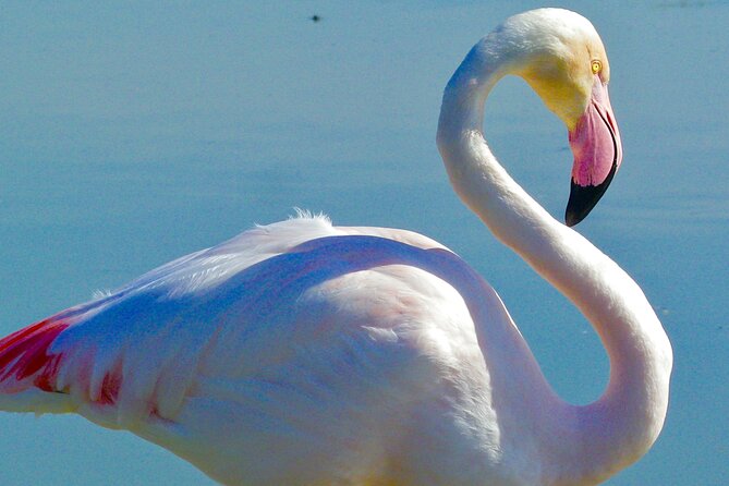 Arles and Camargue Small-Group Half-Day Tour From Avignon - Tour Highlights