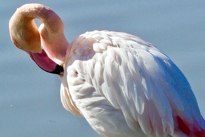 Arles and Camargue Small-Group Half-Day Tour From Avignon - Guides Expertise