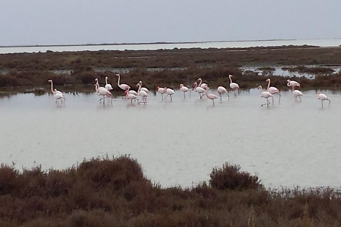 Arles and Camargue Small-Group Half-Day Tour From Avignon - Punctuality and Professionalism