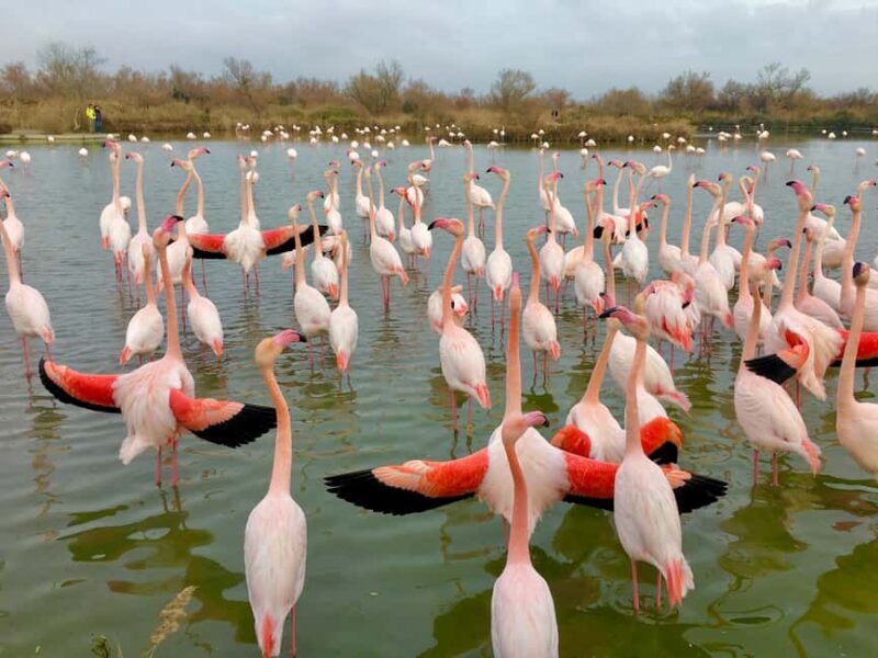 Arles & Camargue Natural Park (including Aigues Mortes) - Good To Know