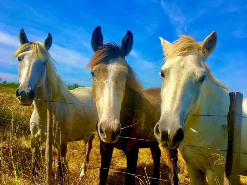 Arles & Camargue Natural Park (including Aigues Mortes) - Final Thoughts