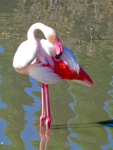 Arles & Camargue Regional Natural Park - Wildlife Observation Opportunities