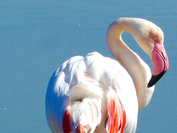 Arles & Camargue Regional Natural Park - Activities Included in the Tour