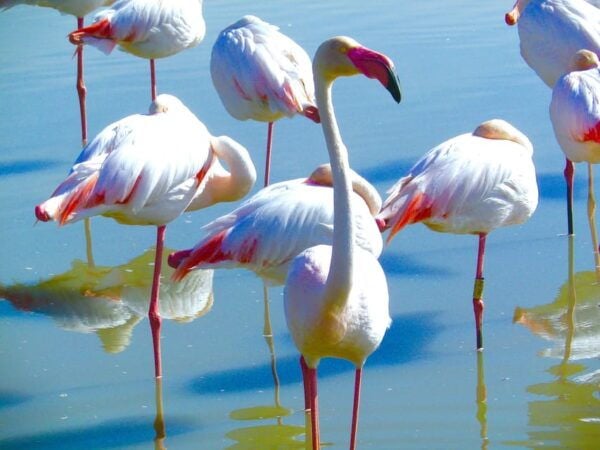 Arles & Camargue Regional Natural Park - Accessibility Information