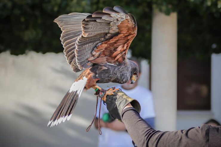Armação De Pêra/Albufeira: Hawk Walk With a Harris Hawk - Good To Know