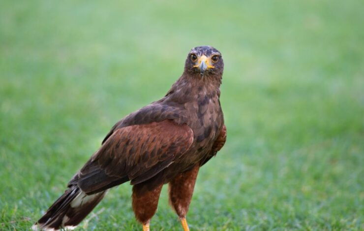 Armação De Pêra/Albufeira: Hawk Walk With a Harris Hawk - Activity Details