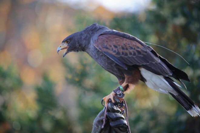 Armação De Pêra/Albufeira: Hawk Walk With a Harris Hawk - Highlights