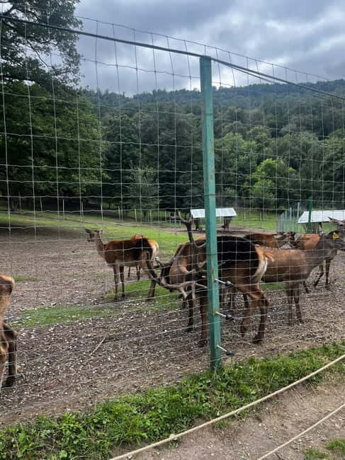 Armenia: Private Tour to Dilijan & Lake Sevan - The Experience in Detail