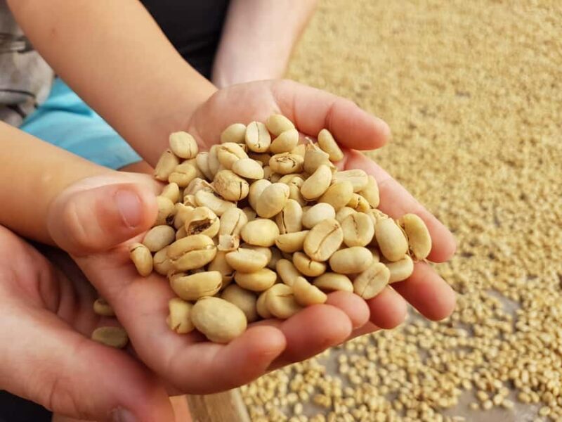 Armenia, Quindio: Coffee Tour, Transportation, and Quimbaya Gold Museum - Expert Guides and Multilingual Service