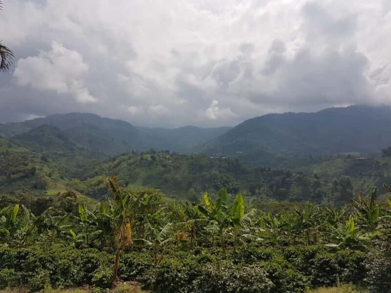 Armenia, Quindío: Traditional coffee farm tour with roasting and transportation - The Itinerary Breakdown