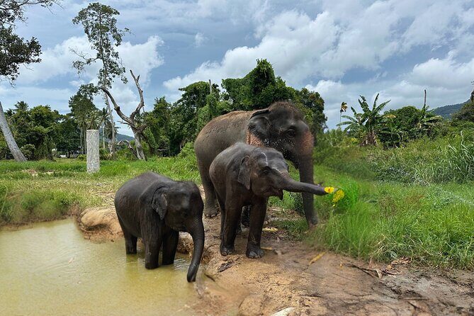 Army Jeep Jungle Safari and Elephant Freedom Rescue Centre Tour - Exploring the Full-Day Adventure