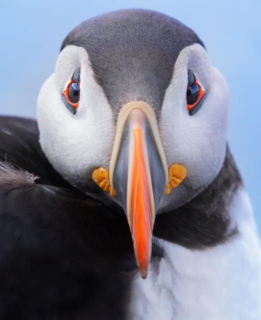 Around Hornøya - Birdwatching & Whalewatching Boat Excursion - Good To Know
