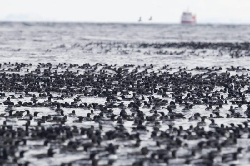 Around Hornøya - Birdwatching & Whalewatching Boat Excursion - The Journey Around Hornøya