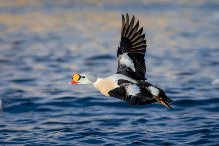Around Hornøya - Birdwatching & Whalewatching Boat Excursion - Marine Wildlife and Possible Whale Sightings