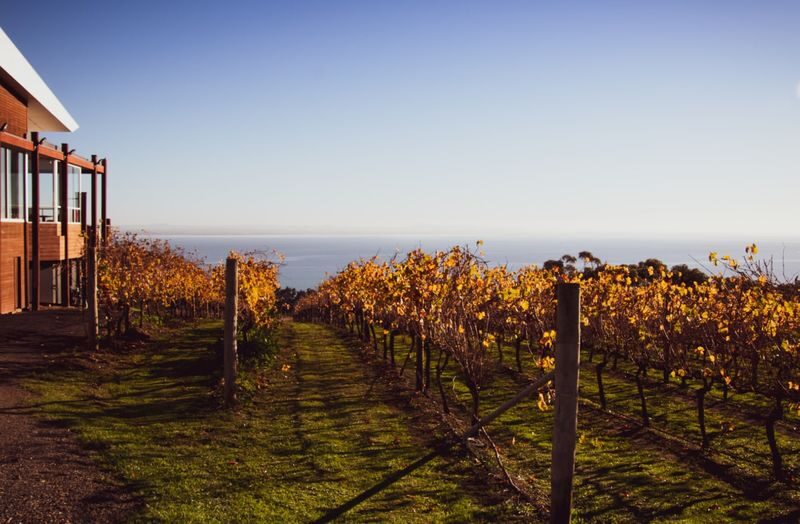 Around the Bay Food and Wine Tastings Tour from Melbourne - Across Port Phillip Bay by ferry