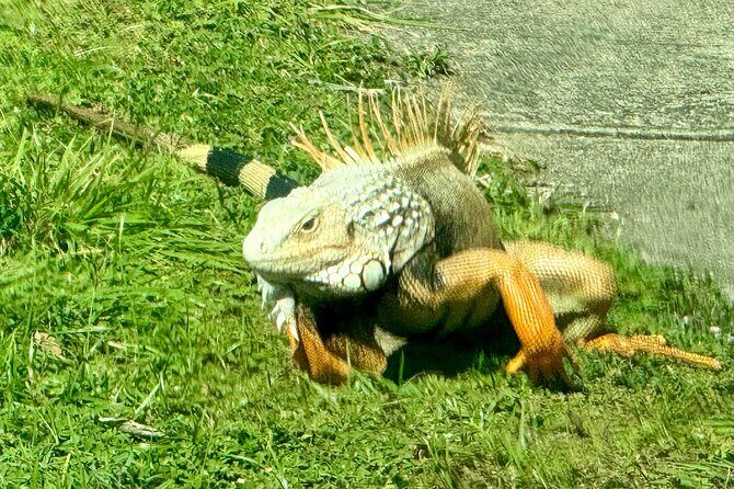 Around the Island Tour From San Juan - FAQs