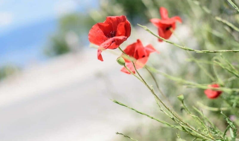 Around the lake Albania from Ohrid and Struga. - An In-Depth Look at the Tour Experience