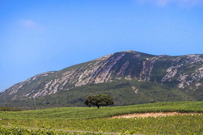 Arrabida and Sesimbra Small-Group Day Trip From Lisbon With Wine Tasting - Positive Experiences