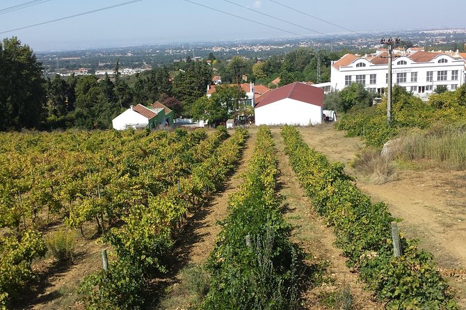 Arrábida Culture, Wine and Gastronomic Experience - Experience Highlights