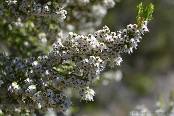 Arrábida Jeep Tour Incredible Market & Hidden Gems - Who Is This Tour Best For?