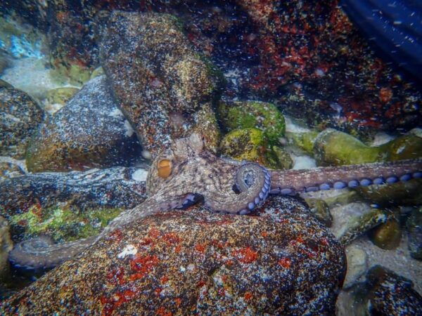 Arrábida: Kayaking and Snorkeling Experience - Cancellation Policy