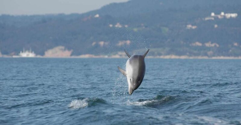Arrábida - Sesimbra: Dolphin Watching - Good To Know