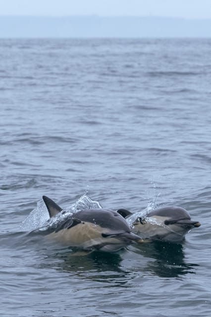 Arrábida - Sesimbra: Dolphin Watching - Is This Tour Worth It?