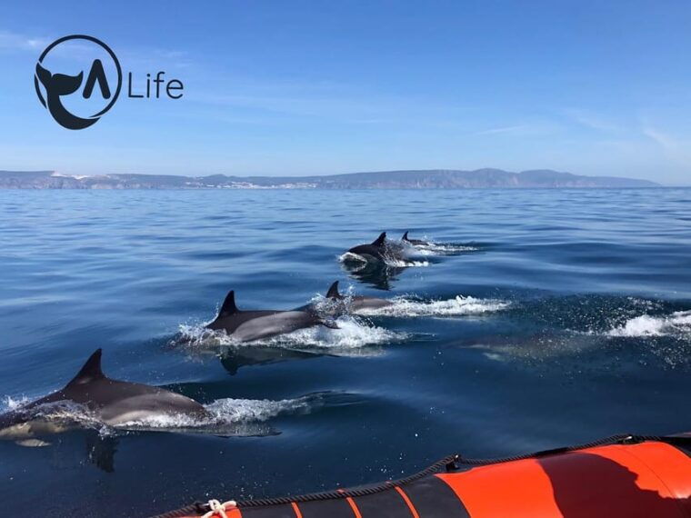Arrábida - Sesimbra: Dolphin Watching - FAQs